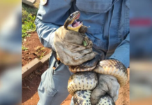 Bombeiros capturam cobras em prainha de Pereira Barreto