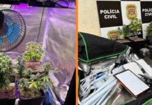 Polícia Civil apreende estufa com pés de maconha em Fernandópolis