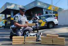 Passageira de ônibus é presa ao ser flagrada com tijolos de maconha em malas
