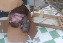 Polícia multa homem em R$ 20,5 mil por crimes ambientais na região