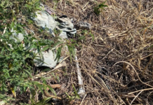 Ossada humana é encontrada em fazenda de Pereira Barreto