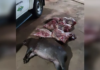 Dupla é multada em R$ 2 mil ao ser flagrada com quatro capivaras mortas em José Bonifácio