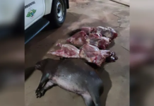 Dupla é multada em R$ 2 mil ao ser flagrada com quatro capivaras mortas em José Bonifácio
