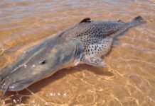 Pesca do pintado será proibida a partir de dezembro em todo o país