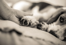 Setembro Lilás: mês de combate ao câncer em cães e gatos