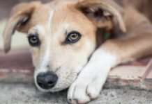 Nove cães morrem por suspeita de intoxicação após comer petisco, diz polícia