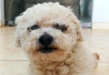 Polícia Ambiental multa trio em R$ 27 mil por maus-tratos a cachorro e gatos