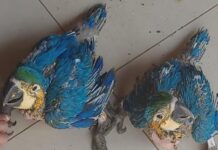 Polícia Ambiental multa homem em R$ 10 mil por manter araras em casa ilegalmente