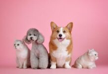 Outubro Rosa Pet: CPVA de Votuporanga destaca importância da campanha para animais