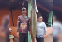 No dia do aniversário, homem pega pirarucu de 113 quilos em rio de Cardoso: ‘Nunca tinha encontrado’