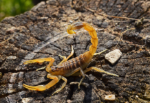 Criança de 2 anos morre após ser picada por escorpião na região