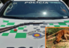 Homem é preso por maus-tratos e cães são resgatados pela Polícia Ambiental