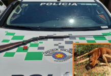 Homem é preso por maus-tratos e cães são resgatados pela Polícia Ambiental