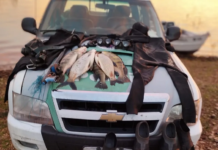 Mergulhadores são multados por praticar pesca em hidrelétrica