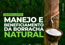 Agronomia da Unifev promove capacitação para manejo da seringueira