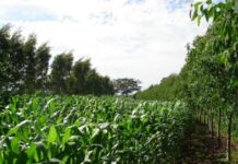 APTA de Portas Abertas aproxima população da ciência aplicada ao agronegócio
