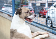 Fogos podem perturbar os pets; veja dicas que podem ajudar