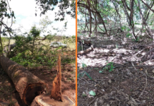 Polícia Ambiental autua propriedade rural por danos em área de preservação