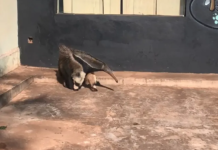 Tamanduá-bandeira é resgatado após ser encontrado em rua de Araçatuba