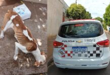 Cachorros que sofriam maus-tratos são resgatados em Simonsen