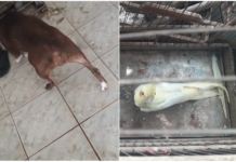 Homem é multado em R$ 27 mil por maus-tratos a animais em Fernandópolis