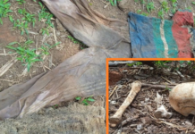 Polícia Civil tenta identificar ossada humana encontrada em fazenda de Guaraci