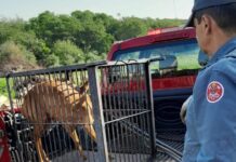 Moradores encontram veado em quintal de residência em Votuporanga