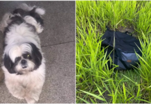 Shih-tzu desaparecido é encontrado morto dentro de bolsa: ‘Só um louco para fazer isso’, diz tutor
