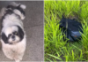 Shih-tzu encontrado morto dentro de bolsa foi agredido com golpes de madeira por ‘latir muito’