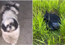 Shih-tzu encontrado morto dentro de bolsa foi agredido com golpes de madeira por ‘latir muito’