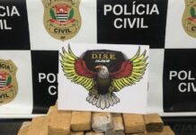 Polícia Civil de Jales apreende mais de 21 quilos de maconha