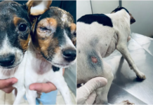 Proprietário de pet shop é multado em R$ 12 mil por maus-tratos a animais em Rio Preto