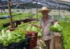 Seu Bará destina verduras para Santa Casa