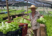 Seu Bará destina verduras para Santa Casa