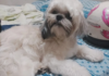 Shih-tzu morre após ser esquecido dentro de carro de petshop em Rio Preto