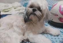 Shih-tzu morre após ser esquecido dentro de carro de petshop em Rio Preto