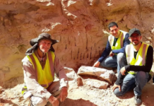 Os fósseis de dinossauro de 80 milhões de anos encontrados por acaso em rodovia de Mirassol