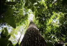 Desmate na Amazônia cai 11% em um ano, mas alta na gestão Bolsonaro é de 59,5%