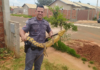 Polícia Militar captura jacaré que estava nos fundos de residência em Castilho