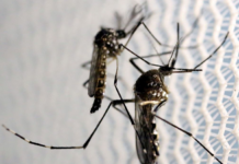 Saiba as diferenças entre o Aedes aegypti e o pernilongo