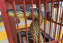 Corpo de Bombeiros captura sucuri em universidade em Fernandópolis