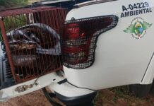 Polícia Ambiental solta sucuri resgatada na Rodovia Euclides da Cunha