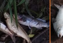 Mortandade de peixes é registrada no rio São José