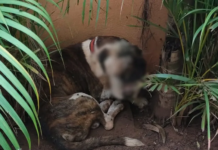 Homem é multado por manter cão em situação de maus-tratos em propriedade rural de Tabapuã