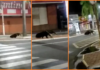 Tamanduá-bandeira é flagrado ‘passeando’ em avenida de Jales