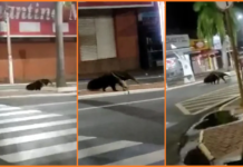 Tamanduá-bandeira é flagrado ‘passeando’ em avenida de Jales