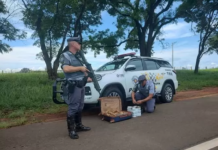 TOR prende jovem transportando tijolos de maconha em bagagem