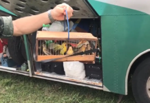 Passageiros de ônibus são multados em quase R$ 100 mil por maus-tratos a aves silvestres em Novo Horizonte