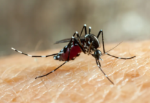 Votuporanga termina 2022 com 10 mil casos de dengue, diz Secretaria de Saúde