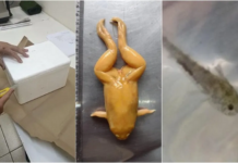 Polícia flagra rã e salamandra em caixa enviada pelos Correios